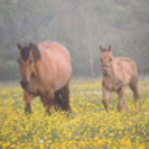 Meet your Posher, Marie-soleil